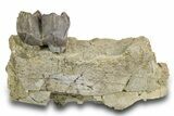 Fossil Titanothere (Megacerops) Jaw Section - South Dakota #300018-3